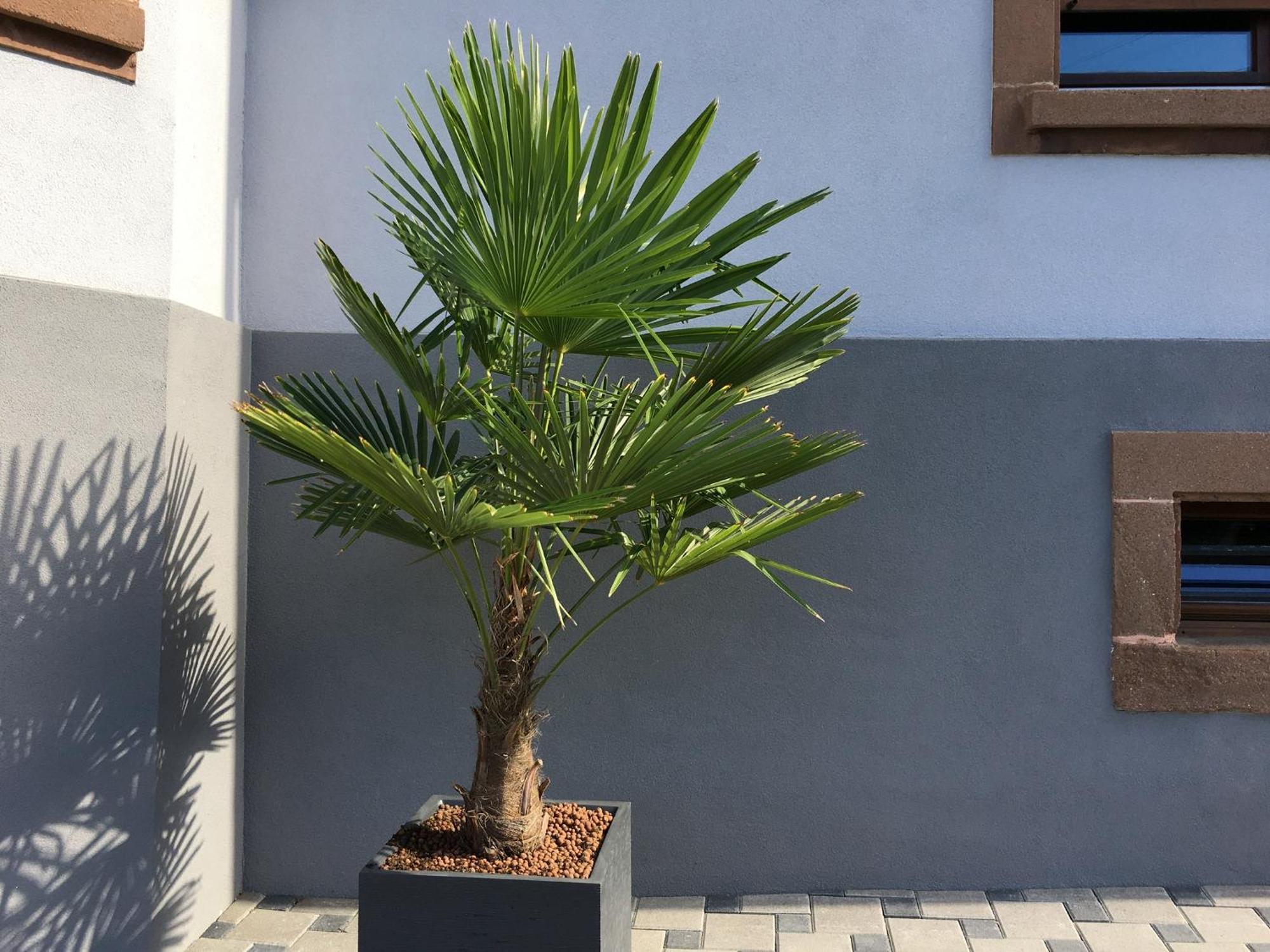 Les Magnolias En Alsace - Meuble De Tourisme 3 Etoiles Apartment Barembach Exterior photo